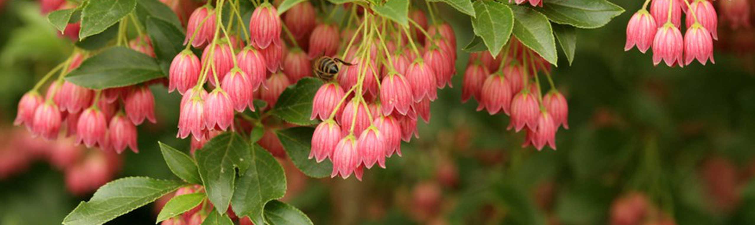 beautiful Enkianthus flowers encouraging joy