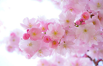 Japanese Cherry trees