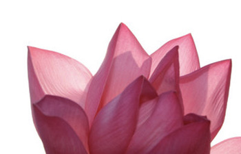 Lotus blossom